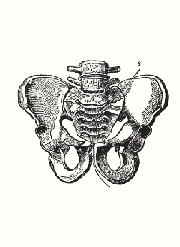 ilustración en blanco y negro de los huesos de la pelvis