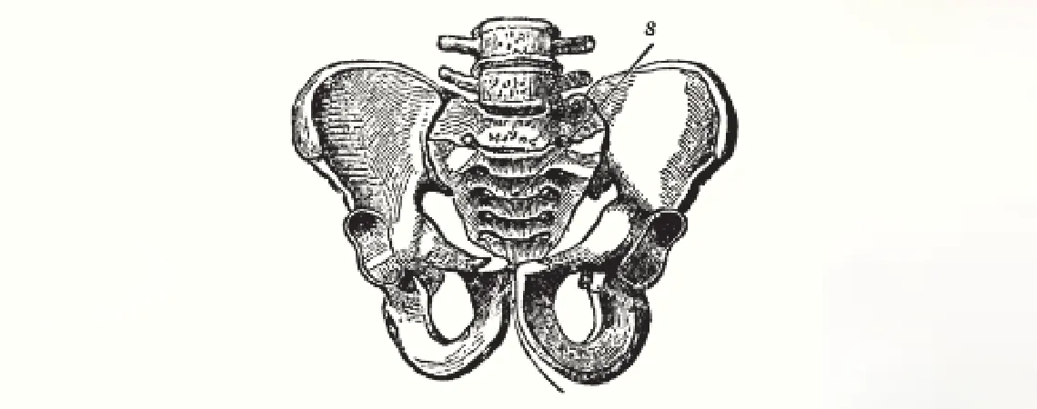 ilustración en blanco y negro de los huesos de la pelvis